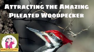 Woody Woodpecker  Everglade Raid  Full Episodes [upl. by Anilak]