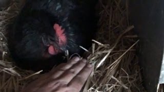 How to Collect Eggs from a Pecky or Aggressive Hen [upl. by Nrublim]