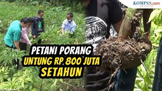 Cerita Petani Budidaya Tanaman Porang Untung Rp 800 Juta dalam Setahun [upl. by Karry]