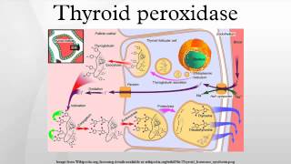 Thyroid peroxidase [upl. by Elocal279]