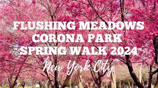 Okame Cherry Blossoms Flushing Meadows Corona Park Spring Walk 2024 in Queens New York City [upl. by Nyrhtak336]