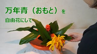 【正月花】仏手柑（ブッシュカン）と万年青を自由にいける・飾り方Sogetsu Ikebana [upl. by Pik]