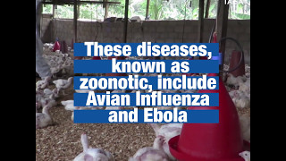 Vets in Africa help prevent spread of zoonotic diseases [upl. by Baynebridge378]