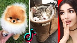 The CUTEST Animals On Tik Tok [upl. by Giff85]