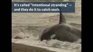 Orcas Hunt Seals by Beaching Themselves  Azula [upl. by Leavelle]