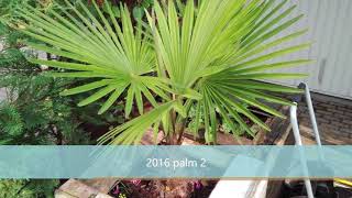 Growth rate trachycarpus 20112018 [upl. by Eedyah]