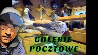 gołębie pocztowe [upl. by Romalda340]