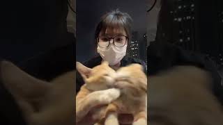 MiniCatComp 🥰 funnycats viralcats catshorts catsofinstagram catsoftiktok catshorts viral [upl. by Sobmalarah]