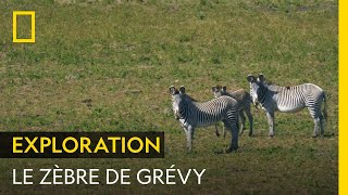 Le zèbre de Grévy un grand équidé qui peut survivre cinq jours sans boire [upl. by Macy537]