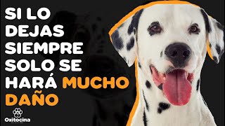 🐶9 COSAS que debes saber sobre el DÁLMATA [upl. by Einnus]