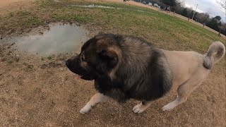 Enormous Caucasian Ovcharka At Houston Premier Dog Park  Tsavo [upl. by Aninnaig645]