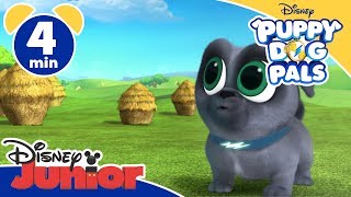 Puppy Dog Pals  Bingo Rolly e le pecore  Disney Junior Italia [upl. by Holzman]