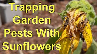 Controlling Leaf Footed Bug Garden Pests With Sunflower Decoy Plants [upl. by Asha]