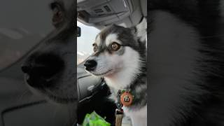 Alaskan Klee Kai talking and howling [upl. by Ellebana]