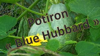 Le potiron quotBlue Hubbardquot  Présentation [upl. by Lledroc249]