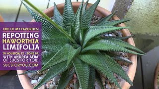 Repotting one of my favorite succulents Haworthia limifolia Fairys Washboard [upl. by Engelbert]