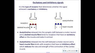 Higher Human Biology Unit 3  4b Synapses and Neurotransmitters [upl. by Afirahs]