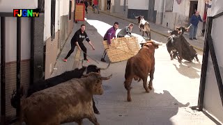 Vacas Miguel Parejo Quintos Sant Blai  Sueras Castellon 01022020 Bous Al Carrer Toros FJGNtv [upl. by Derf]