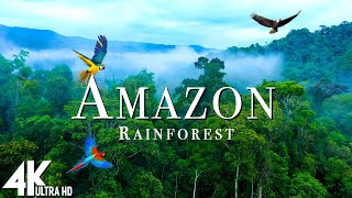 Amazon Wildlife 4K  Part 2  Animals That Call The Jungle Home  Amazon Rainforest Relaxation Film [upl. by Corrie]