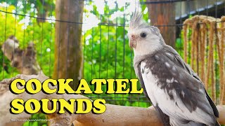 Cockatiel Sounds  Nono The Male WhiteFaced Cockatiel [upl. by Erroll932]