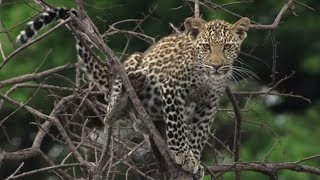 Heart Stopping Big Cat Moments  Top 5  BBC Earth [upl. by Isma]