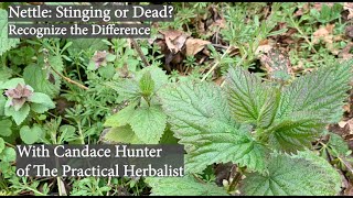 Stinging Nettle vs Dead Nettle with The Practical Herbalist [upl. by Eugeniusz]