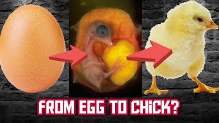 How an egg turns to a chick The Daily Egg 175 [upl. by Elleiad]