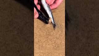 How to catch an Autralian Beach Worm Bobbit Worm 🪱 [upl. by Herc630]