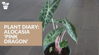 Plant Diary Alocasia Pink Dragon [upl. by Redwine]