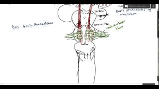 Neuroanatomy  Corticospinal Tract USMLE [upl. by Eniamrej]