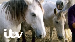 The Amazing Horse Whisperer Jean François Pignon  Martin Clunes My Travels and Other Animals  ITV [upl. by Iderf]