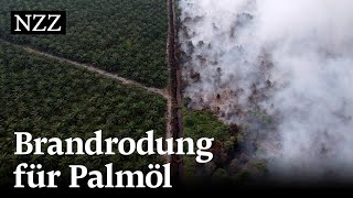 Stoppt Palmöl mit Nachhaltigkeitszertifikat die Abholzung vom Regenwald [upl. by Reiniar580]