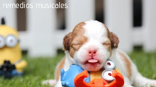 🐶 Música para HACER DORMIR a PERROS BEBÉS 🐶 [upl. by Eiramlehcar900]