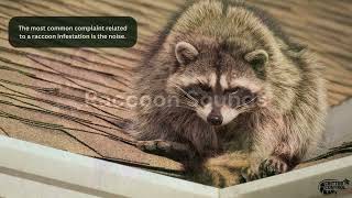 Identifying Raccoons Sounds and Noises  Signs of Raccoons in the Attic [upl. by Notlimah]