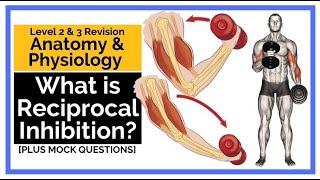 What is Reciprocal Inhibition [upl. by Ardnuaed]