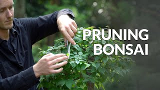 How to Prune a Bonsai tree [upl. by Charla233]