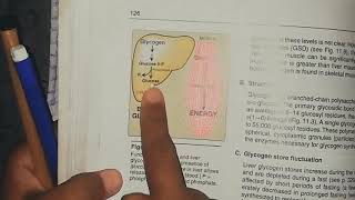 Glycogen metabolism glycogen synthesis part 1 [upl. by Jahncke]