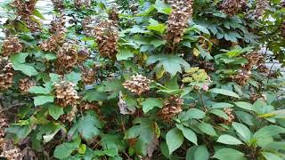 Collecting Seeds from Oak Leaf Hydrangea [upl. by Eadrahs215]