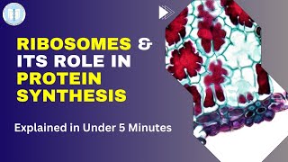 The Role of Ribosomes in Protein Synthesis  Explained in Under 5 Minutes [upl. by Ahsekan]