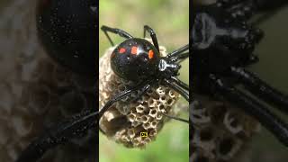 La araña más peligrosa del mundo La viuda negra curiosidades venenoso sabiasque arañas [upl. by Kinemod]