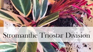 Addys Stromanthe Triostar Propagation [upl. by Gavrila598]