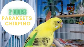 2 hours budgies chirping parakeets soundsPlay for your budgie or parakeet [upl. by Laleb]