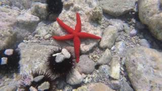 Molyvos Molivos Mithymna Lesbos Greece Snorkelling [upl. by Lim]