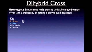 Dihybrid Cross Review [upl. by Asiilanna]