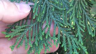 Identifying northern whitecedar [upl. by Eniamrahc]