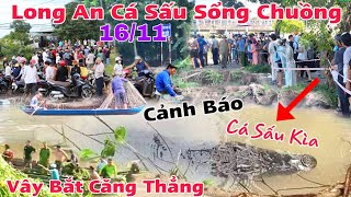 Khẩn Cấp Long An Cá Sấu Sổng Chuồng Hàng 100 người vây bắt cảnh báo tuyệt đối không tắm sông [upl. by Wyne]