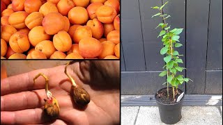 Faire pousser un abricotier en pot  Growing an apricot tree in container [upl. by Ecirp697]