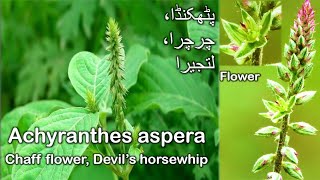 Achyranthes aspera پٹھکنڈا Puth Kanda [upl. by Airebma472]