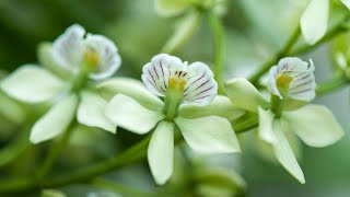 Episode 8 Prosthechea radiata fills the air in our greehouse with a delicious scent August 2021 [upl. by Acinoed688]