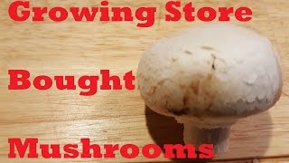 Growing Store Bought Mushrooms [upl. by Eilahtan]